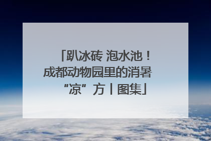 趴冰砖 泡水池！成都动物园里的消暑“凉”方丨图集